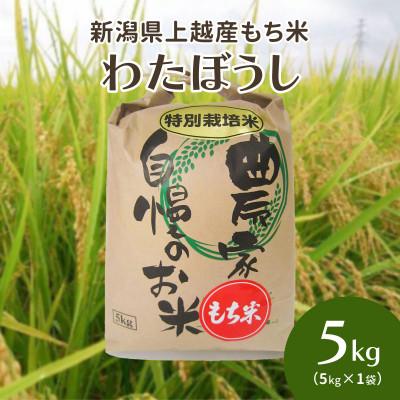 ふるさと納税 上越市 令和8年・新潟県上越産|もち米「わたぼうし」新潟県特別栽培米|5kg(白米)