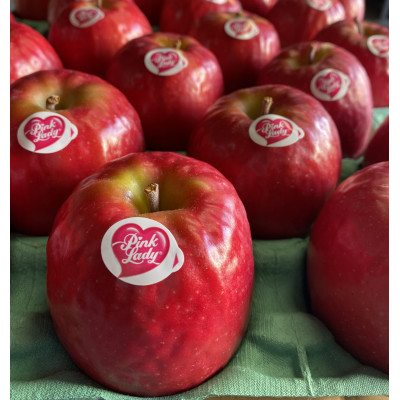 
                  ＜極小サイズ＞鎌田林檎園直送!　キュンとする爽快な酸味りんご!!希少品種　ピンクレディ 5キロ箱使用【1484419】
                