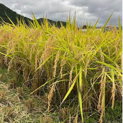 ふるさと納税 朝来市 兵庫県産 令和7年産新米　稲場農産のコシヒカリ(白米)10kg【10月発送開始】もっちり美味しいお米