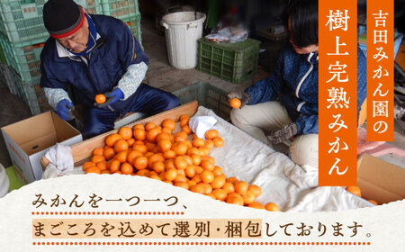 【12月発送】樹上完熟みかん 5kg / みかん 柑橘 ジュース 国産 佐賀 フルーツ / 佐賀県 / 吉田みかん園[41ABAG002]
