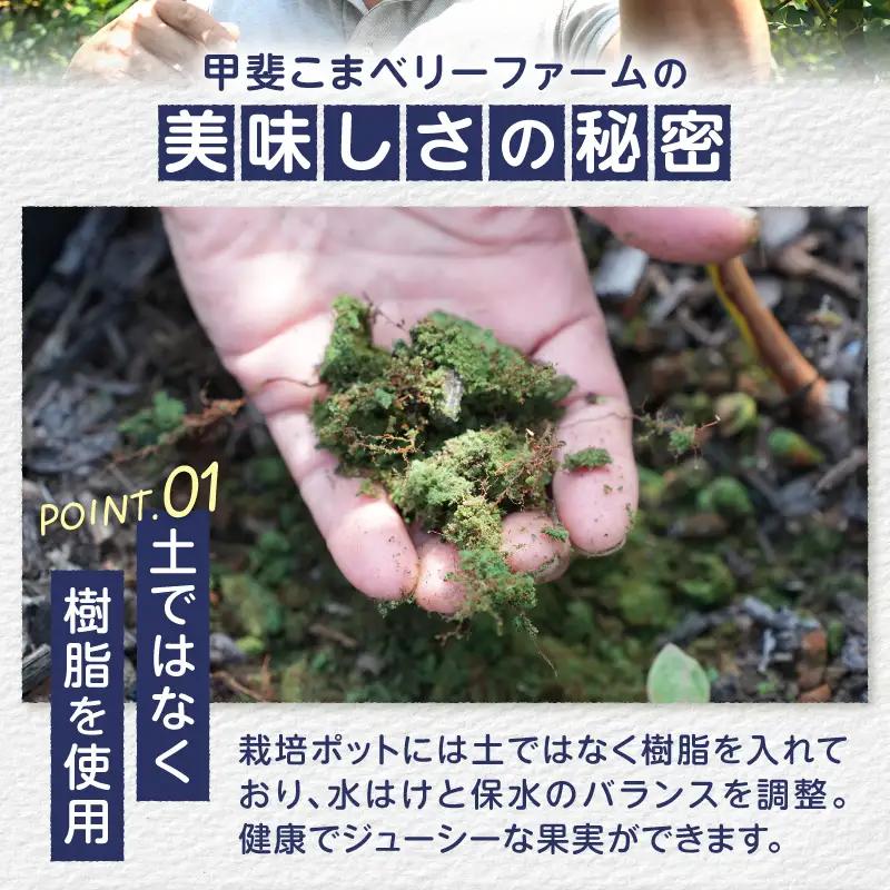 2026年産 大人気！甘くジューシーな冷凍ブルーベリー1kgパック [h186]