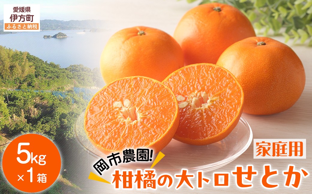 
                  【先行予約】【数量限定】岡市農園！柑橘の大トロせとか5kg×1箱（家庭用）（2027年2月下旬より順次発送）  【ふるさと納税 人気 おすすめ ランキング 柑橘 みかん ミカン 蜜柑 せとか 果物 フルーツ 柑橘の大トロ 家庭用 農園直送 産地直送 岡市農園 愛媛県産 愛媛県 伊方町 送料無料】 IKTV008 
                