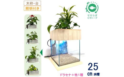 せせらぎビオトープ　25cm型照明+木枠台セット（ドラセナ＋他1種）