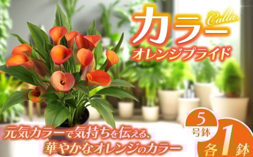 観賞用 花 カラー (5号) オレンジプライド | 鉢植え レッドシンフォニー オレンジプライド ザズー サンクラブ ヴァージンアート 園芸 6号鉢 赤 オレンジ ピンク 黄色 白 贈り物 ギフト 室内インテリア 観葉植物 店舗装飾 送料無料 栃木県 下野市