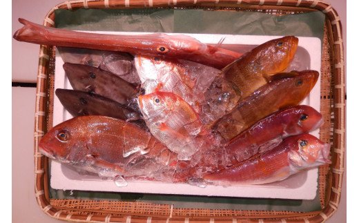 ＼朝どれ新鮮／ 鮮魚セット (大) 約4～5kg前後  目利きのプロが厳選した旬の魚をその日の内に発送！ 魚 鮮魚 海鮮 鯛 のどぐろ【nss405】