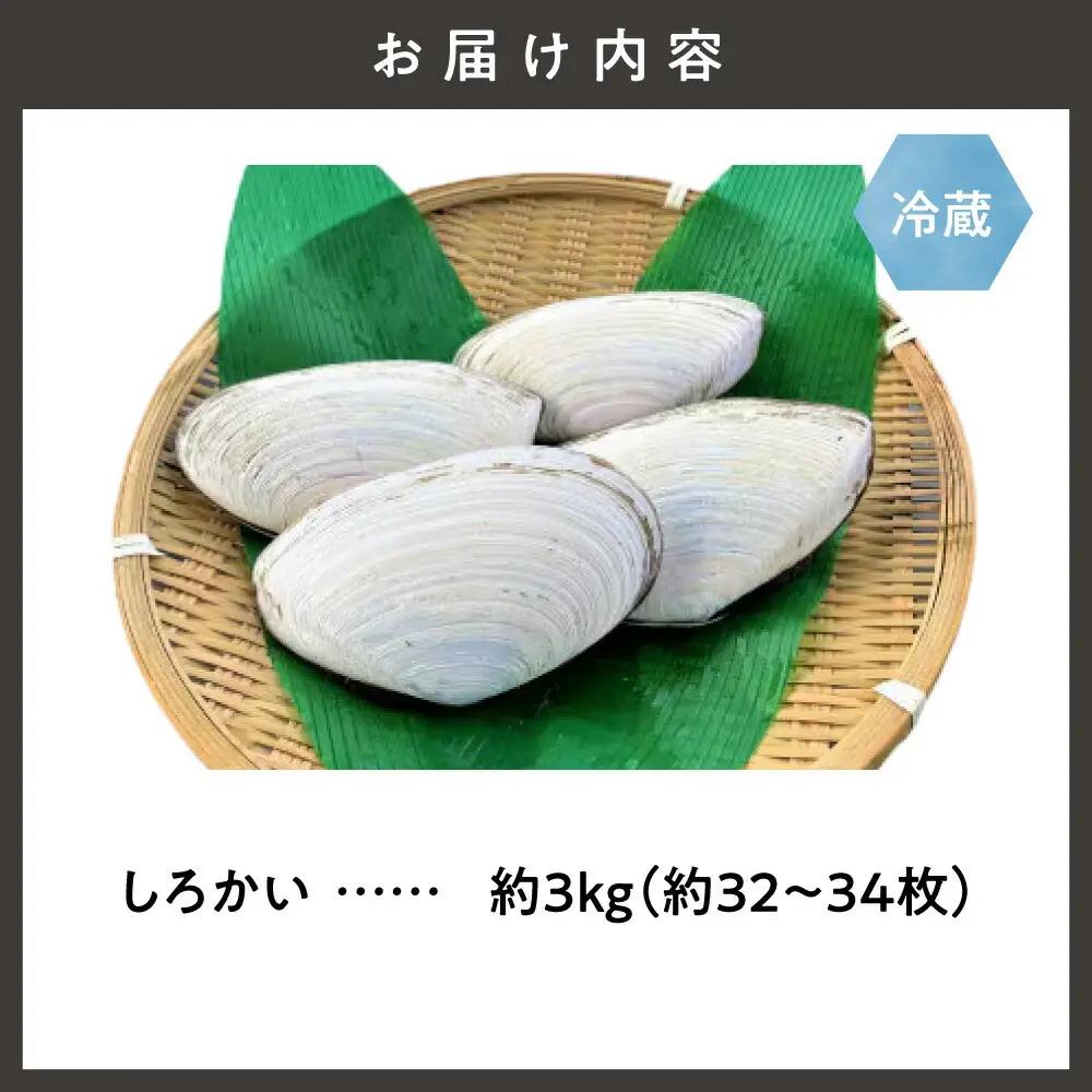 【先行受付】知床斜里産　しろかい(約32～34枚)約3kg  貝 