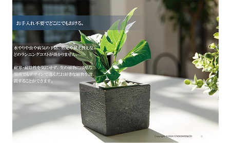 次世代型インテリアグリーン　DiamondPlants　Short【リビング 寝室】 ナノダイヤモンド 触媒 コーティングして 抗菌 抗ウィルス 消臭 防カビ 抗酸化作用 植物  シダ・ブラック鉢