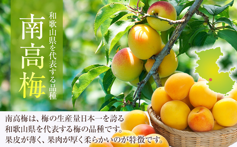 冷凍 紀州南高梅 完熟梅   約10kg   L～4Lサイズ混合 ご家庭用