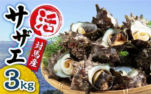 【着日指定必須】対馬産 活サザエ 3kg《対馬市》【保家商事】さざえ サザエ 刺し身 海鮮 魚貝 貝 海産物 [WAA032]