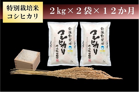 【定期便】 令和6年産 特別栽培米コシヒカリ 4kg（2㎏×2袋）× 12か月　【 新潟県 新潟産 新発田産 米 コシヒカリ 佐々木耕起組合 2kg 12ヵ月 定期便 特別栽培米 D21_001  】 