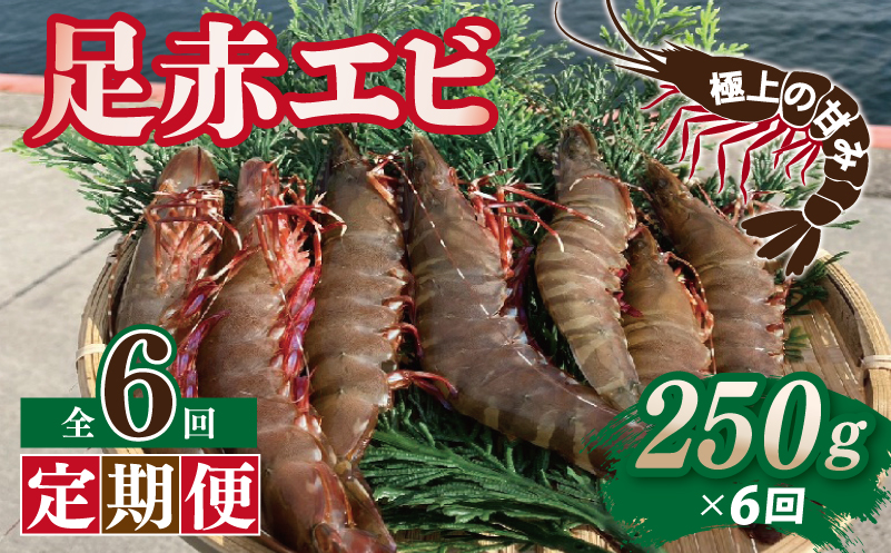 【定期便】足赤エビ 250g×全6回 計1.5kg【国産 えび 天然 ぷりぷり 海鮮 水揚げ 生食可】