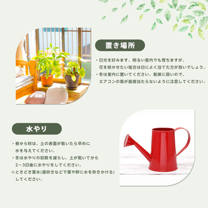 【観葉植物】シルクジャスミン70cm～90cm(鎌ヶ迫園芸場/IB086-005)