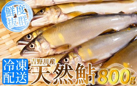 天然あゆ800g 川魚 鮎【あゆ】