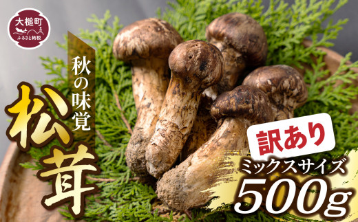《先行予約》【令和8年10月より発送】【訳あり】秋の味覚！松茸約 500g（MJ）国産 岩手 岩手県 土瓶蒸し 松茸ごはん マツタケ まつたけ わけあり ワケアリ