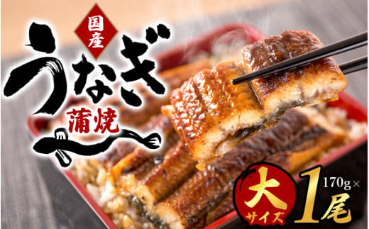 【大型サイズ】ふっくら柔らか 国産うなぎ蒲焼き 1尾 約2人前 化粧箱入/うなぎ ウナギ 鰻 うなぎ蒲焼 国産【uot714A】
