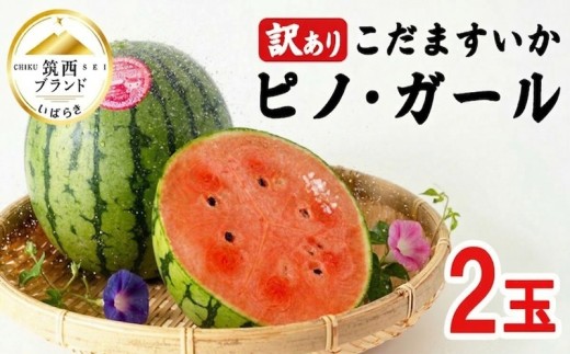 [2027年発送] 【 訳あり 】 こだますいか 「 ピノ・ガール 」 2玉 2027年産 先行予約 筑西ブランド こだまスイカ 小玉スイカ すいか スイカ フルーツ 果物