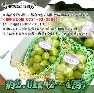 ＜2024年9月上旬頃から順次発送＞田中ぶどう園の厳選朝採りシャインマスカット＜約1.8～2.0kg（2～4房）＞※発送前のご連絡はできませんので、ご注意ください※