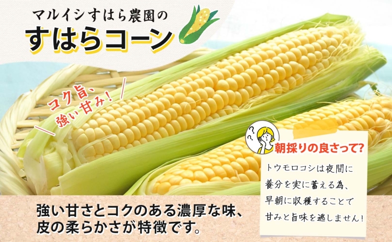 朝採り とうもろこし すはらコーン 8～12本 トウモロコシ イエロー 玉蜀黍 コーン 野菜 旬 夏野菜 甘い 朝採れ 人気 自家用 ギフト 手土産 贈答用 お取り寄せ 産地直送 産直 送料無料 マル