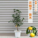 【ふるさと納税】柑橘苗 花柚子 苗木（実なし）　【 植物 柚子の木 柑橘 小ぶり 樹高 あまり高くならない 鉢植え向き 受粉樹不要 毎年実がなる 庭 園芸 ガーデニング 】　お届け：2024年8月15日～順次発送