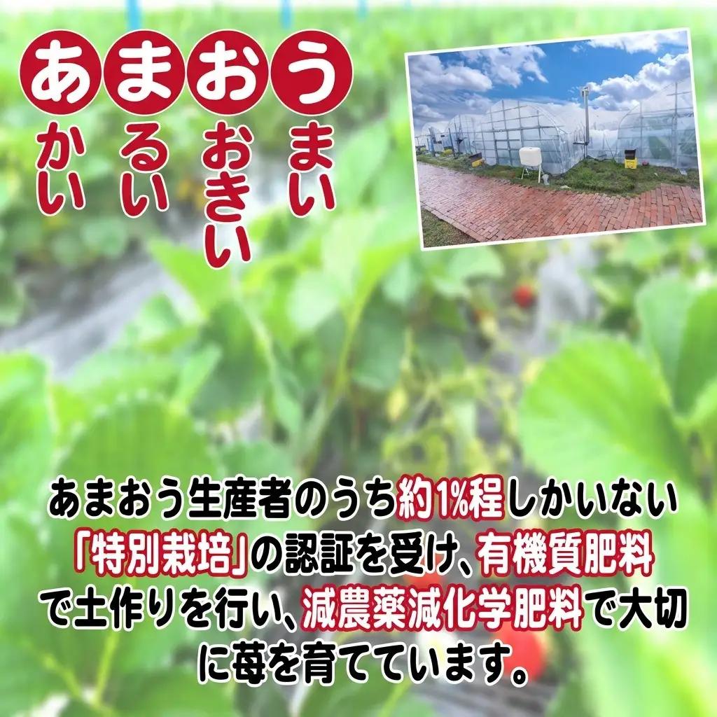 いちご 2027年2月下旬より発送 特選あまおう 400g いちご