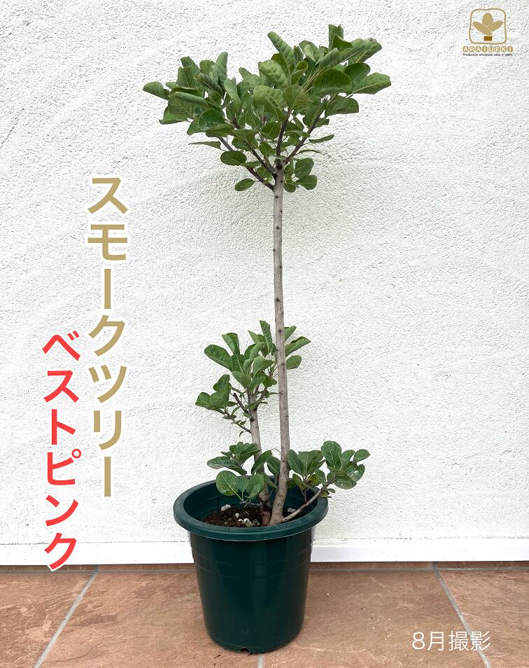 【ふるさと納税】B-023 けむりの木 スモークツリー「ベストピンク」（7号鉢植）　※沖縄・離島への配送不可