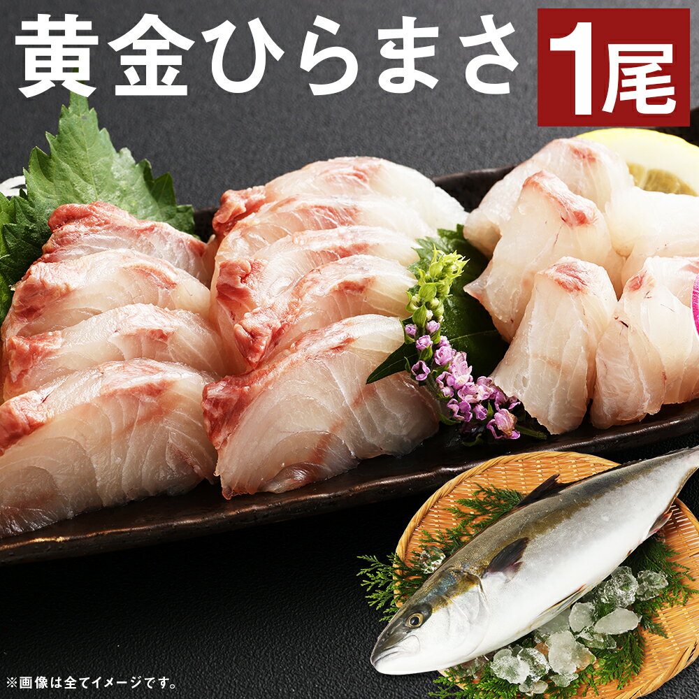 【ふるさと納税】【指定日必須】黄金ひらまさ 1尾 約4kg～5kg 養殖ひらまさ ひらまさ ヒラス 魚 鮮魚 海鮮 長崎市産 九州産 冷蔵 送料無料