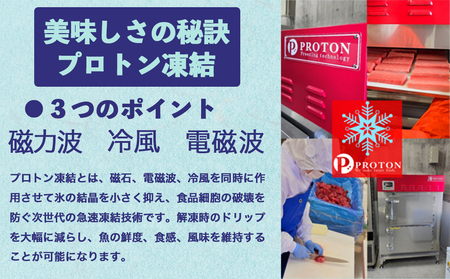 【予約商品】津軽海峡　大間産　極上本マグロ　刺身用サク　中トロ