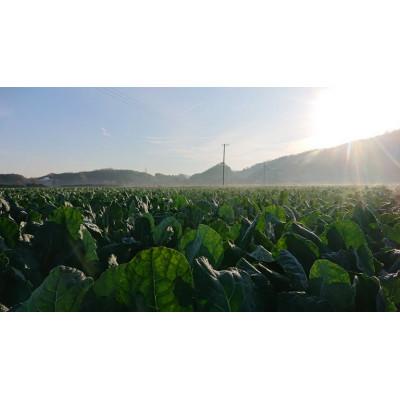 ふるさと納税 高松市 【農家直送】朝どれ新鮮ブロッコリー約4.5kg(16本前後) |  | 02