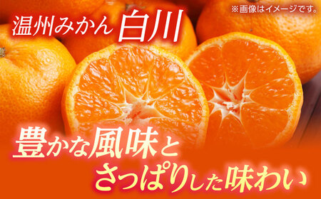 【訳あり】 温州みかん 『白川』 約5kg S～Lサイズ 【奥村果実園】[ZFK003]