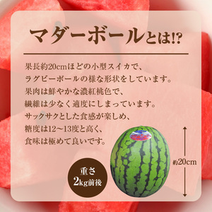 【関東地方までの配送】北海道雨竜町産 小玉スイカ 「マダーボール」2玉 赤肉 スムージー スイカ割り 糖度高め 夏 キャンプ ピューレ 海水浴 すいか 西瓜 甘い 果物 フルーツ 産地直送 お取り寄せ