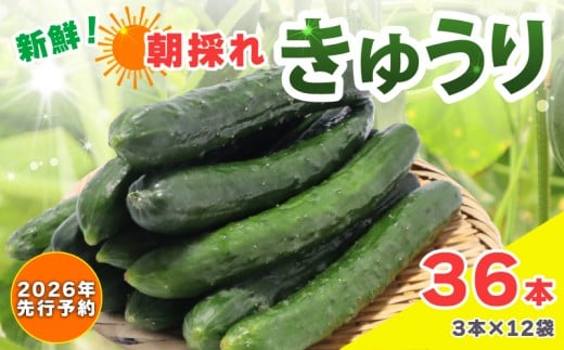 【 2026年 先行予約 】新鮮 朝採れきゅうり 36本入り きゅうり 胡瓜 野菜 夏野菜 サラダ 冷麺 漬物 漬け物 ぬか漬け 酢の物 1本漬け 浅漬け 冷やしきゅうり キムチ きゅうりちくわ ちくわきゅうり 産地直送 新鮮 千葉県 旭市 SHIfT園芸 shi002
