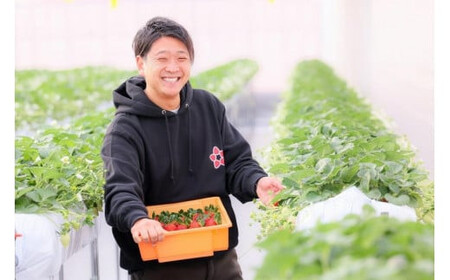 【いちご博総合大賞】やよいひめ 約400g※2026年1月上旬～4月下旬頃に順次発送予定