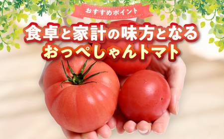 【先行予約】 訳あり おっぺしゃんトマト 4kg トマト とまと 野菜 やさい 旬の野菜 地元産野菜 特産品 お取り寄せ 家庭用 食卓 【2025年11月上旬より順次発送】