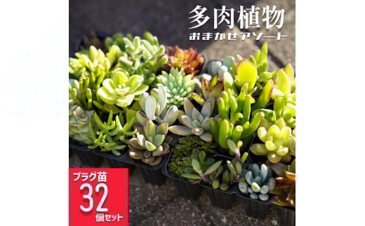 多肉植物 おまかせアソート 32苗セット | 観葉植物 植物 グリーン 多肉 鉢植え ギフト 贈答 贈り物 直送 農家直送 茨城県 古河市 送料無料 _FC04