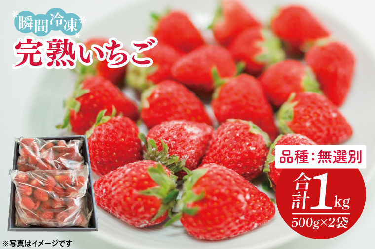 瞬間冷凍完熟いちご 500g×2袋｜いちご イチゴ 苺 冷凍イチゴ 冷凍いちご 冷凍 冷凍フルーツ 完熟 フルーツ 果物 くだもの デザート おやつ スムージー ジャム 数量限定(S-9-1)