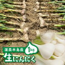 【ふるさと納税】25年発送分 ≪先行予約≫ 訳あり 渥美半島産　生ニンニク 1kg 簡易包装 にんにく 国産にんにく 平戸にんにく 愛知県 田原市