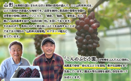 【こんのぶどう園】山形本沢産 ぶどう デラウェア 秀L以上 約2kg(10～16房) 【令和6年産先行予約】FU22-322