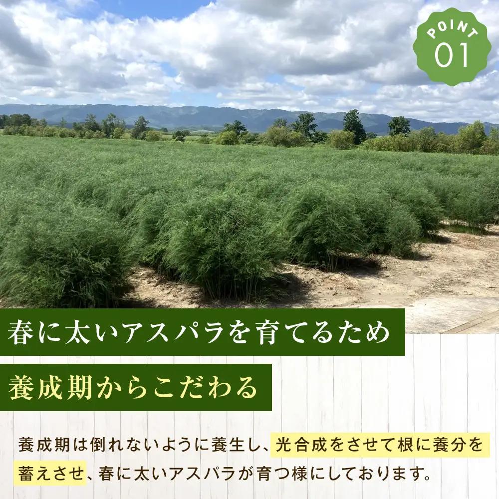 【2027年先行予約】露地物朝採りアスパラ　鮮度保持フィルム入り　Lサイズ　500g×1（5月中旬発送開始予定）| アスパラ 北海道 _04750