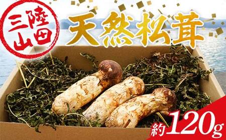 ≪2025年先行予約 9月中旬～10月下旬発送予定！≫ 大福丸の三陸山田産天然松茸 約120g【配送日指定不可】【沖縄・離島配送不可】 三陸山田 山田町 三陸産 野菜 きのこ YD-893
