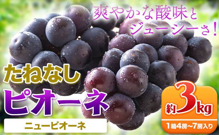 
            【先行予約】【新鮮・産直】和歌山県産たねなし ピオーネ 約3kg（4房～7房） 厳選館 《2025年8月下旬-10月中旬頃出荷予定》 和歌山県 日高町 フルーツ ぶどう ピオーネ たねなし 和歌山県産 送料無料【配送不可地域あり】
          