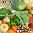 【ふるさと納税】 南房総産とれたて野菜ボックス 千葉県 南房総市 新鮮 季節野菜 旬野菜 セット レシピ おかず スープ 炒め物 栄養 ビタミン お弁当 常温 食品 お取り寄せ グルメ 送料無料