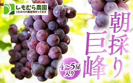 ★2025年7月下旬より順次発送★朝採り巨峰（4～5房入り【ぶどう ぶどう ぶどう ぶどう ぶどう ぶどう】