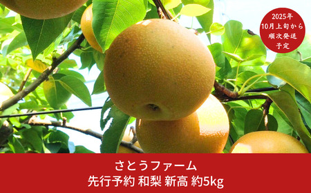 先行予約 新高梨 約5kg [10月上旬から発送予定] 新潟県 新高 三条市産 新高 梨 [さとうファーム]