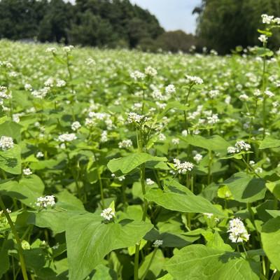 ふるさと納税 小美玉市 茨城県産　常陸秋そば　丸抜きそば　1kg　ライジングファーム　84-C |  | 01