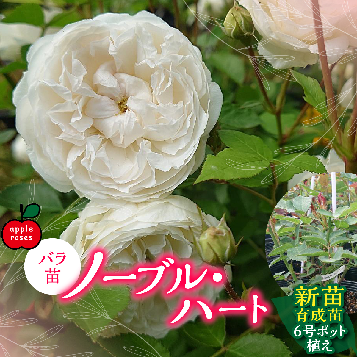 【Apple Roses】バラ苗『ノーブル・ハート』新苗育成苗6号ポット植え HNNH046