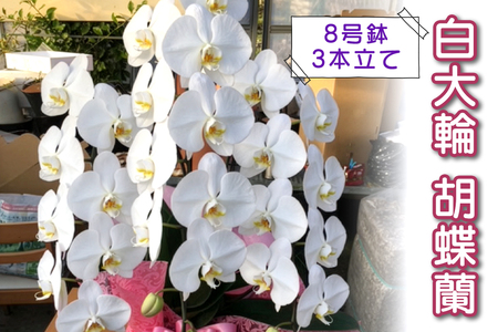 [予約受付] やない洋蘭園 白大輪胡蝶蘭 (8号鉢／3本立て) [0671]