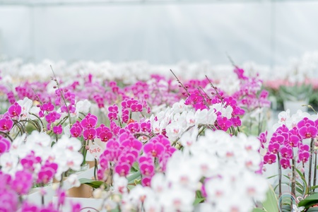 定期便 胡蝶蘭 熊本県産 ミディ 3本立ち×4回  【定期便4回】ミディ胡蝶蘭 3本立ち 洋蘭