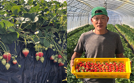 いちご とちおとめ M～L 約1kg いちご 下妻市産 本州のみ配送