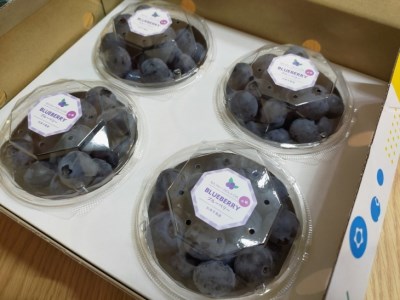 【2027年先行予約】採れたて！大粒 生ブルーベリー 400g (100g×4) ※2027年5月上旬〜7月下旬頃に順次発送