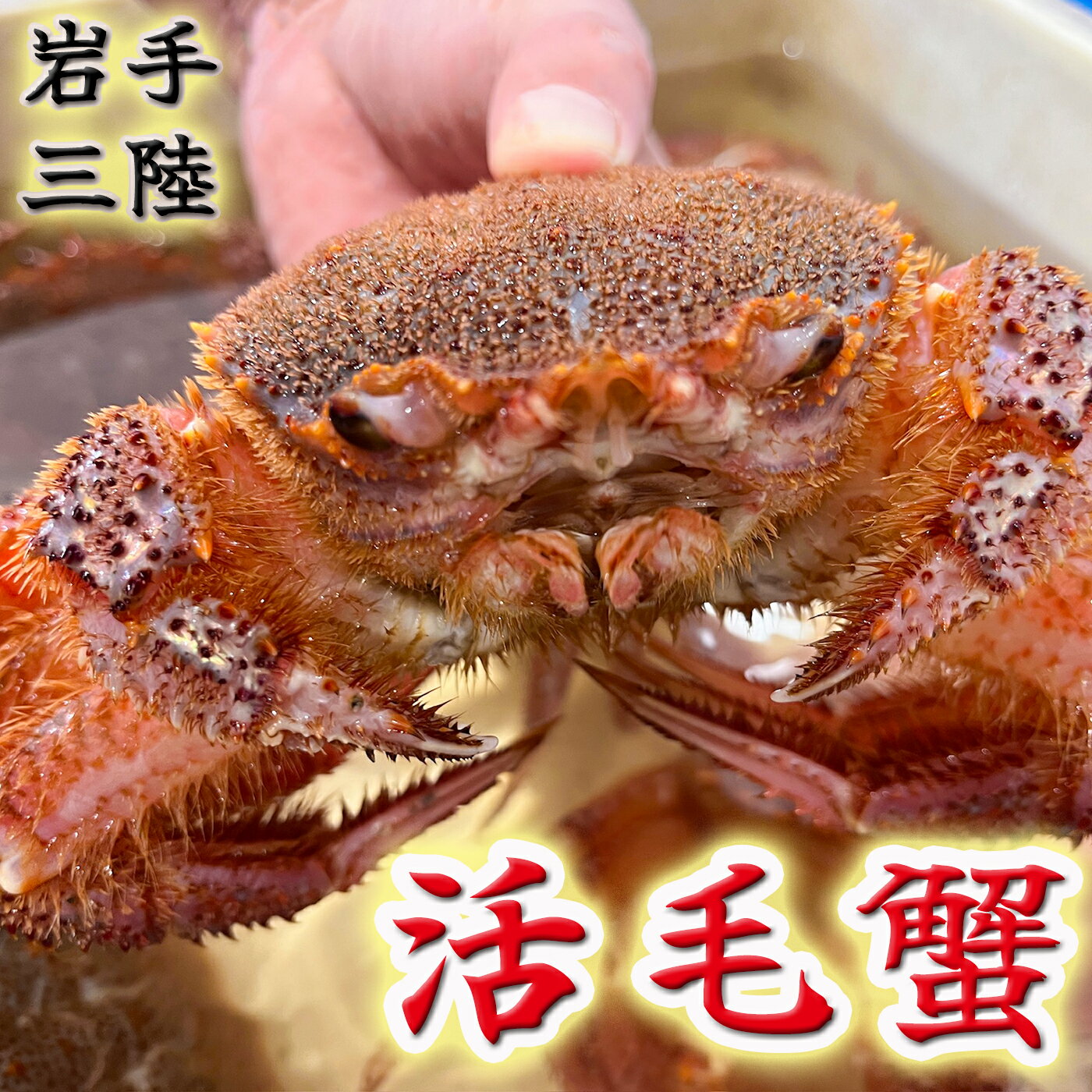 【ふるさと納税】【令和8年発送】岩手三陸「活毛蟹」 | 300g×2 |≪2026年2月〜4月発送≫ 新鮮の極 | 毛がに 毛かに